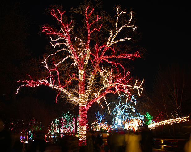 Trees illuminated by holiday lights - holiday event ideas