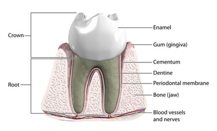 Diagram of a dental crown
